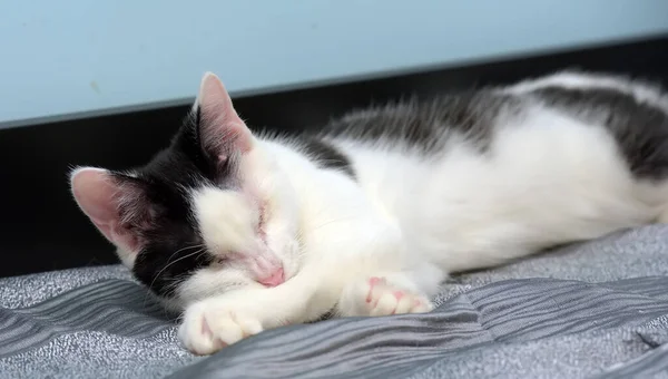 動物保護施設の黒と白の盲導猫は — ストック写真