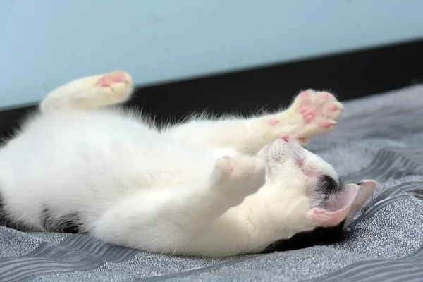 動物保護施設の黒と白の盲導猫は — ストック写真