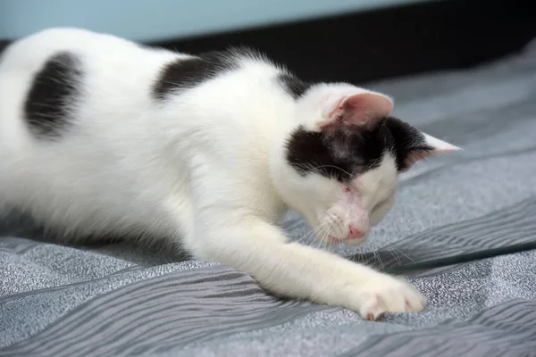 Schwarz Weiß Blinde Katze Tierheim — Stockfoto