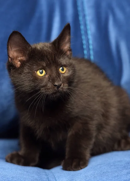 Roztomilý Černošky Evropský Krátkosrstý Kotě Zblízka — Stock fotografie