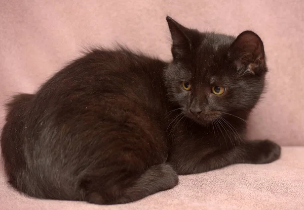 Cute Black European Shorthair Kitten Close — Stock Photo, Image