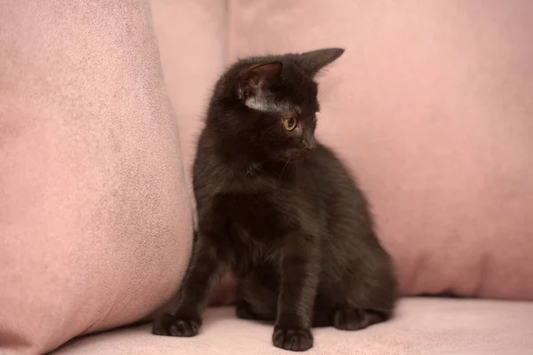 Bonito Preto Europeu Shorthair Gatinho Perto — Fotografia de Stock