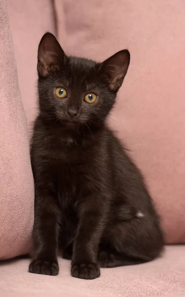 Bonito Preto Europeu Shorthair Gatinho Perto — Fotografia de Stock