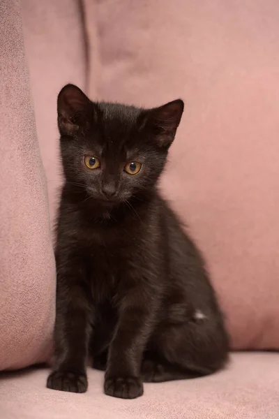 Lindo Negro Europeo Taquigrafía Gatito Cerca —  Fotos de Stock