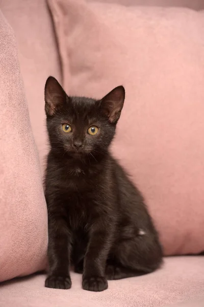 Schattig Zwart Europees Stenografisch Kitten Close — Stockfoto