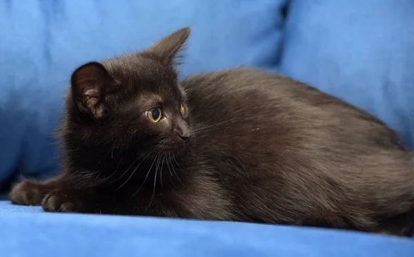Roztomilý Černošky Evropský Krátkosrstý Kotě Zblízka — Stock fotografie