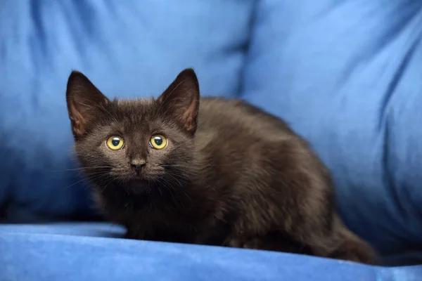 Bonito Preto Europeu Shorthair Gatinho Perto — Fotografia de Stock