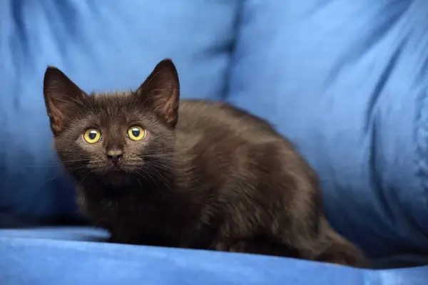 Lindo Negro Europeo Taquigrafía Gatito Cerca — Foto de Stock