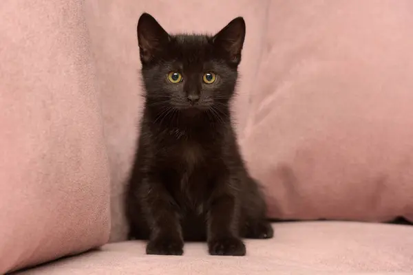 Bonito Preto Europeu Shorthair Gatinho Perto — Fotografia de Stock