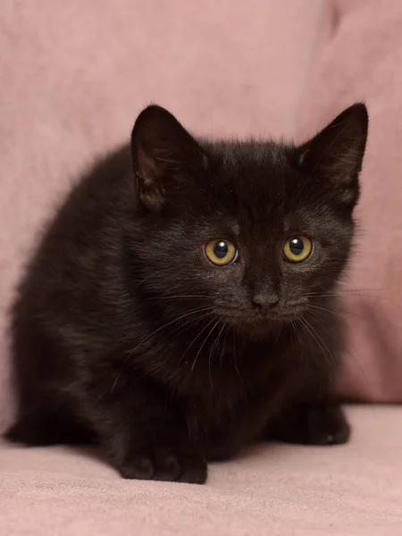 かわいい黒ヨーロッパのショートヘア子猫を閉じます — ストック写真