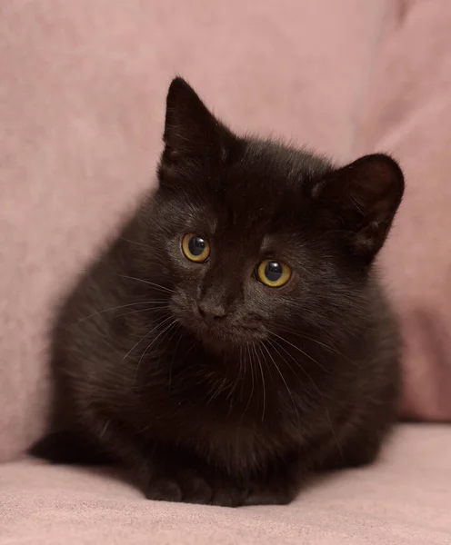 Cute Black European Shorthair Kitten Close — Stock Photo, Image