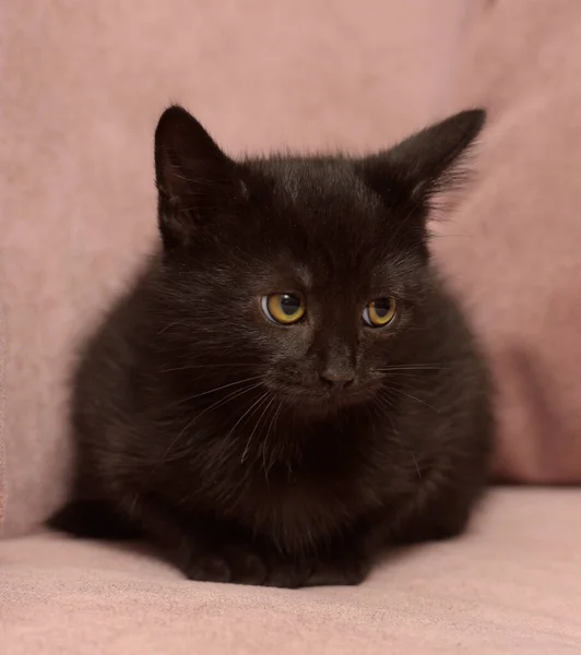 Bonito Preto Europeu Shorthair Gatinho Perto — Fotografia de Stock