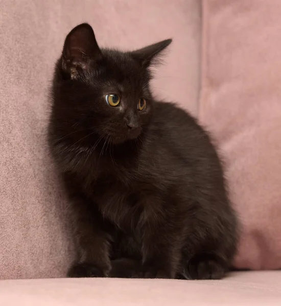 Lindo Negro Europeo Taquigrafía Gatito Cerca —  Fotos de Stock