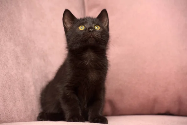 Bonito Preto Europeu Shorthair Gatinho Perto — Fotografia de Stock