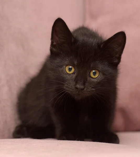 Cute Black European Shorthair Kitten Close — Stock Photo, Image