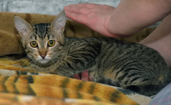 Bonito Tabby Europeu Shorthair Gatinho Com Triste Rosto — Fotografia de Stock