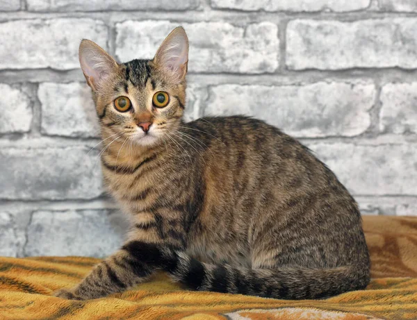 Cute Tabby European Shorthair Kitten Sad Face — Stock Photo, Image