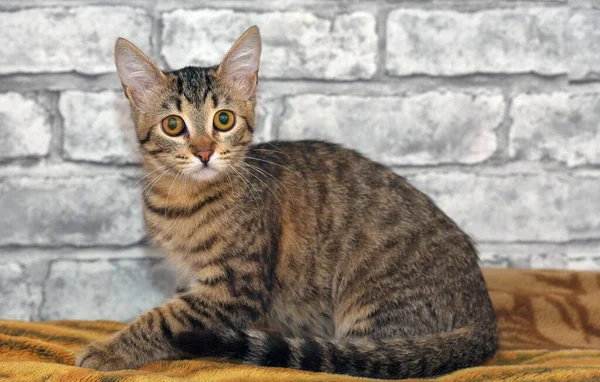 Mignon Chaton Poil Court Européen Tabby Avec Visage Triste — Photo