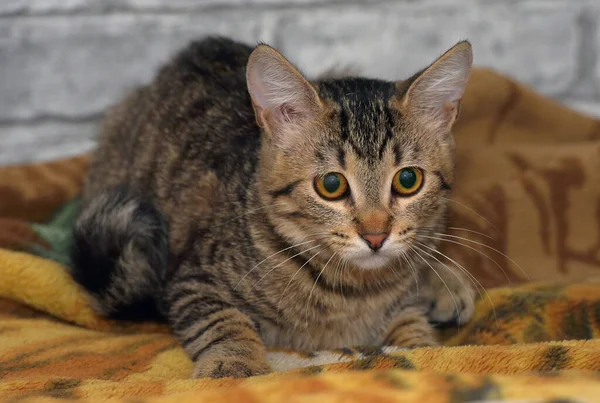 Lindo Tabby Europeo Taquigrafía Gatito Con Triste Cara — Foto de Stock