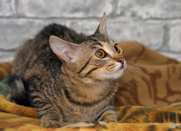 Χαριτωμένο Tabby Ευρωπαϊκή Shorthair Γατάκι Λυπημένο Πρόσωπο — Φωτογραφία Αρχείου