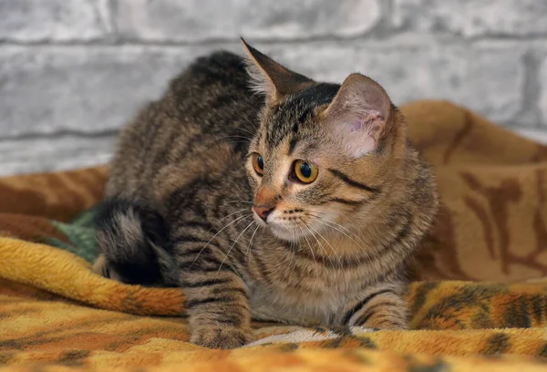 Schattig Tabby Europees Stenografisch Katje Met Triest Gezicht — Stockfoto