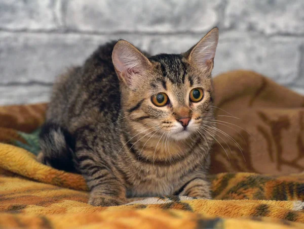 Cute Tabby European Shorthair Kitten Sad Face — Stock Photo, Image