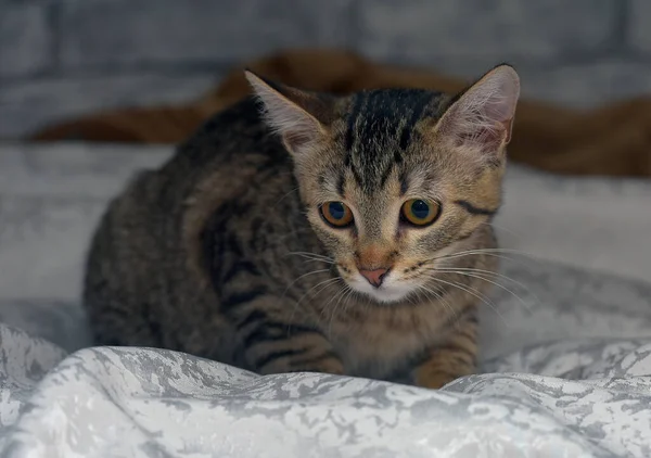 Χαριτωμένο Tabby Ευρωπαϊκή Shorthair Γατάκι Λυπημένο Πρόσωπο — Φωτογραφία Αρχείου