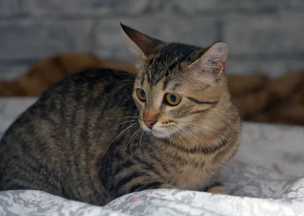 Sød Tabby Europæisk Shorthair Killing Med Trist Ansigt - Stock-foto