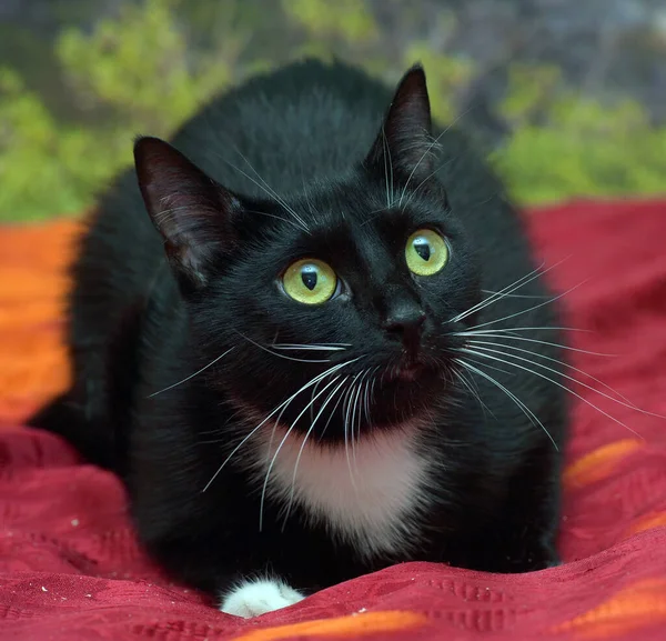 Negro Blanco Europeo Taquigrafía Hembra Gato Con Blanco Bigote — Foto de Stock