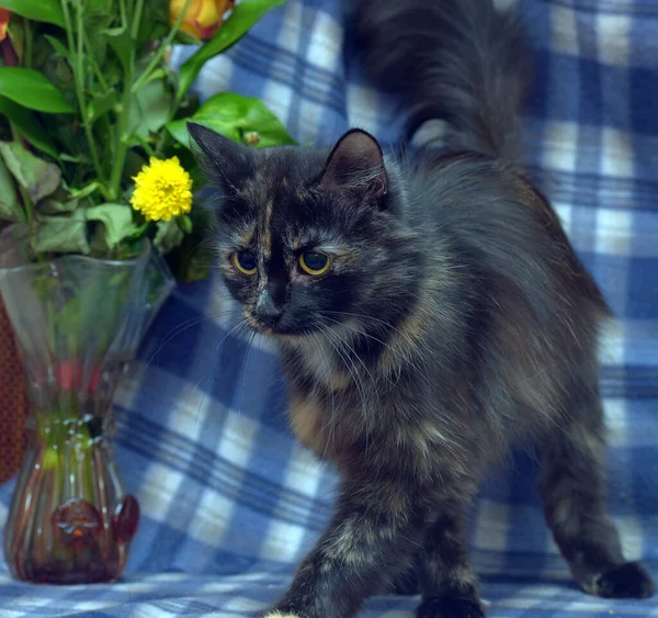 Preto Com Vermelho Felpudo Gato Fundo Azul — Fotografia de Stock