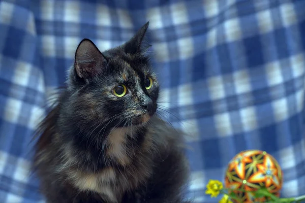 Black Red Fluffy Cat Blue Background — Stock Photo, Image