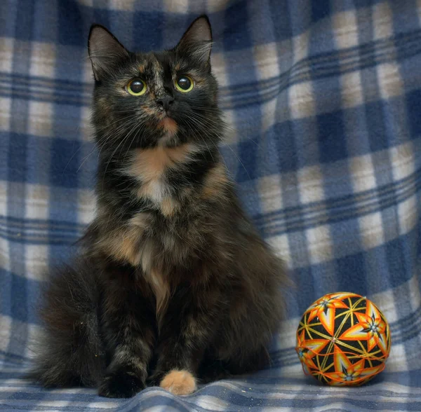 Black Red Fluffy Cat Blue Background — Stock Photo, Image