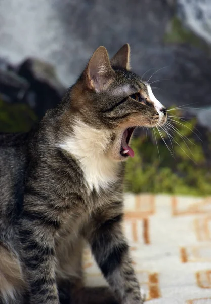 Rayas Con Blanco Joven Juguetón Gato Sofá — Foto de Stock