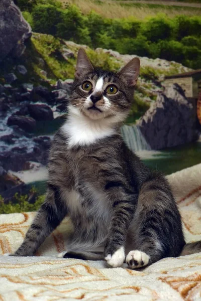 Gestreift Mit Weißer Junger Verspielter Katze Auf Der Couch — Stockfoto