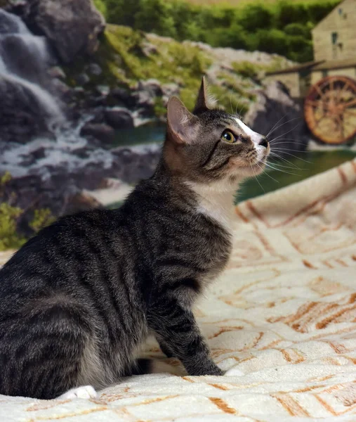 Listrado Com Branco Jovem Brincalhão Gato Sofá — Fotografia de Stock