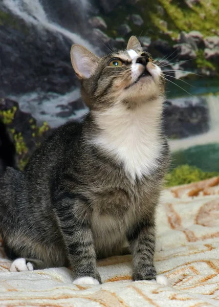 Rayé Avec Blanc Jeune Chat Ludique Sur Canapé — Photo