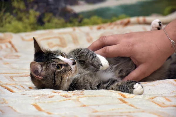 Listrado Com Branco Jovem Brincalhão Gato Sofá — Fotografia de Stock