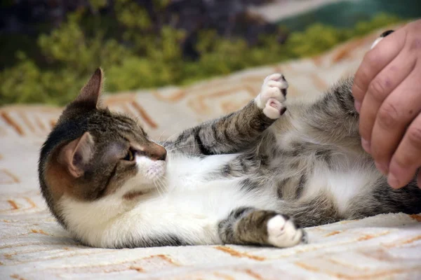 Striped White Young Playful Cat Couch — Stock Photo, Image