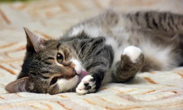 Listrado Com Branco Jovem Brincalhão Gato Sofá — Fotografia de Stock