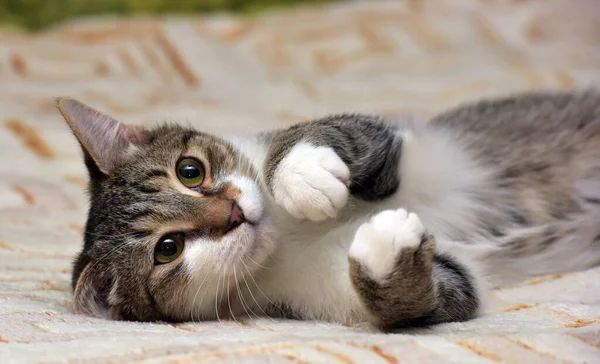 Striped White Young Playful Cat Couch — Stock Photo, Image