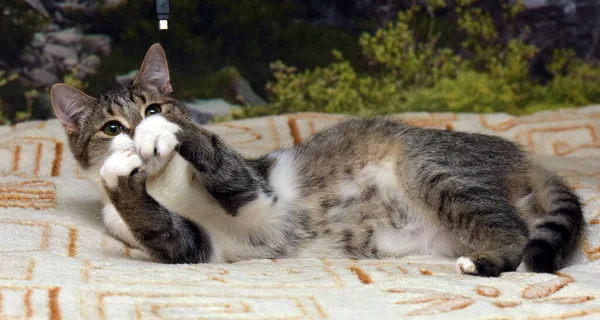 Listrado Com Branco Jovem Brincalhão Gato Sofá — Fotografia de Stock