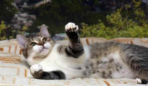 Rayé Avec Blanc Jeune Chat Ludique Sur Canapé — Photo