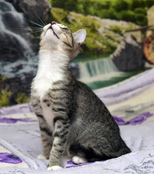 Listrado Com Branco Jovem Brincalhão Gato Sofá — Fotografia de Stock