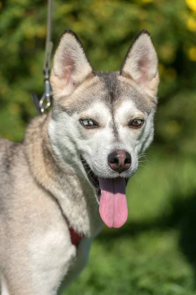 Gros Plan Shot Siberian Husky Dog Avec Deux Yeux Couleur — Photo