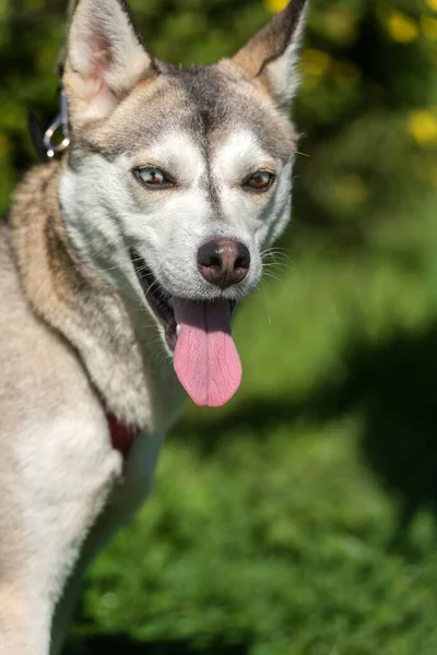 Primer Plano Shot Siberian Husky Dog Con Dos Ojos Color — Foto de Stock