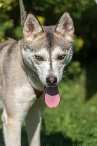 Közelkép Lövés Szibériai Husky Kutya Két Színű Szeme — Stock Fotó