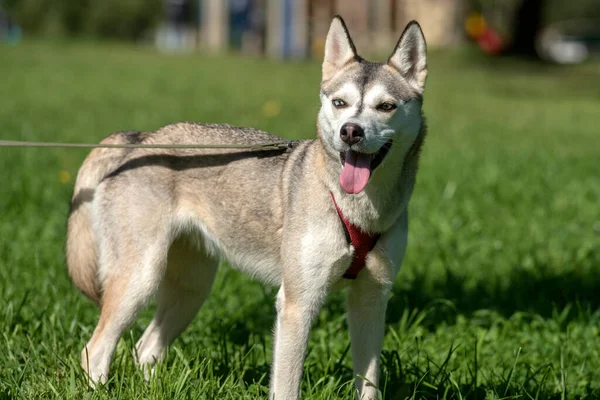 Primer Plano Shot Siberian Husky Dog Con Dos Ojos Color — Foto de Stock