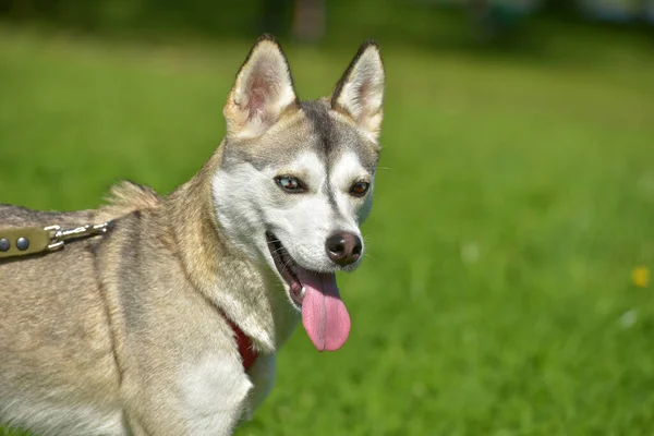 Közelkép Lövés Szibériai Husky Kutya Két Színű Szeme — Stock Fotó