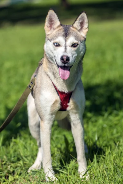 Primer Plano Shot Siberian Husky Dog Con Dos Ojos Color —  Fotos de Stock