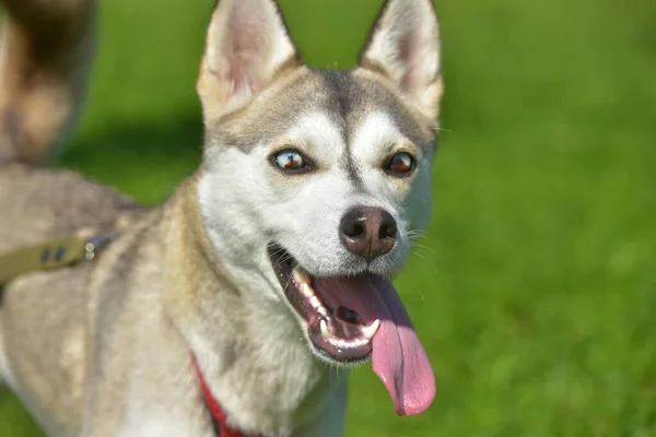 Gros Plan Shot Siberian Husky Dog Avec Deux Yeux Couleur — Photo